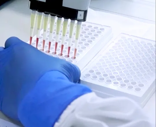Pipeta multicanal dispensando amostras em microplaca