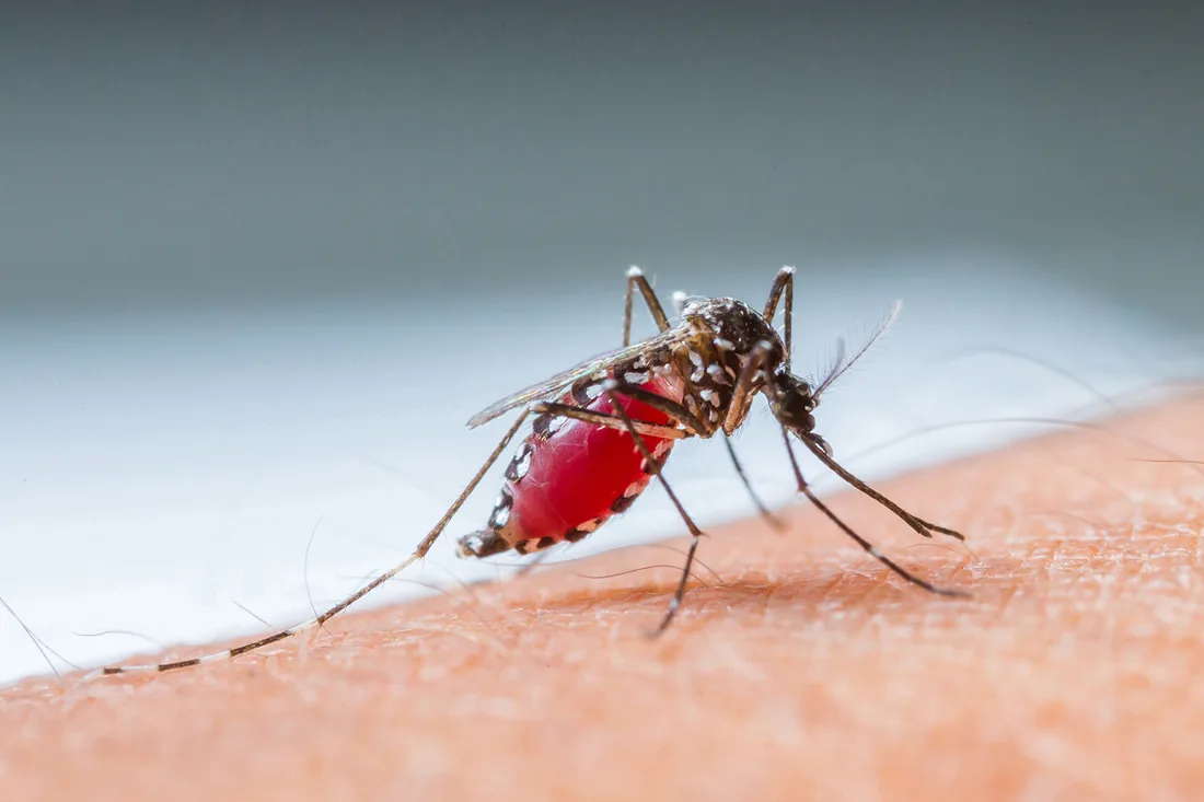 Imagem da publicação: Estudo da Metemoglobinemia e Deficiência de Glicose-6-Fosfato-Desidrogenase em pacientes com malária
